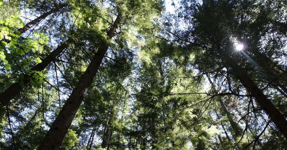 Towering beauties that they may be people in the PNW know that dangerous trees are everywhere. See Ablaze about  tree removal before its too late.