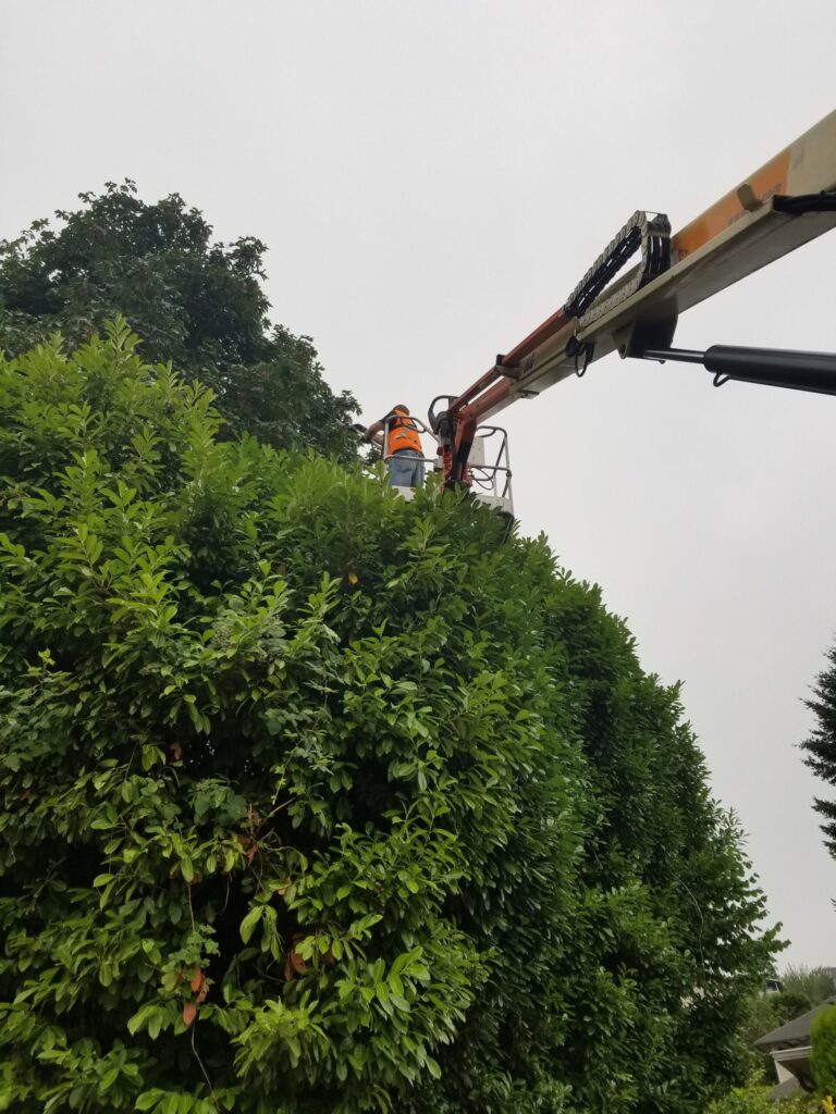 Home - Ablaze Tree Pros