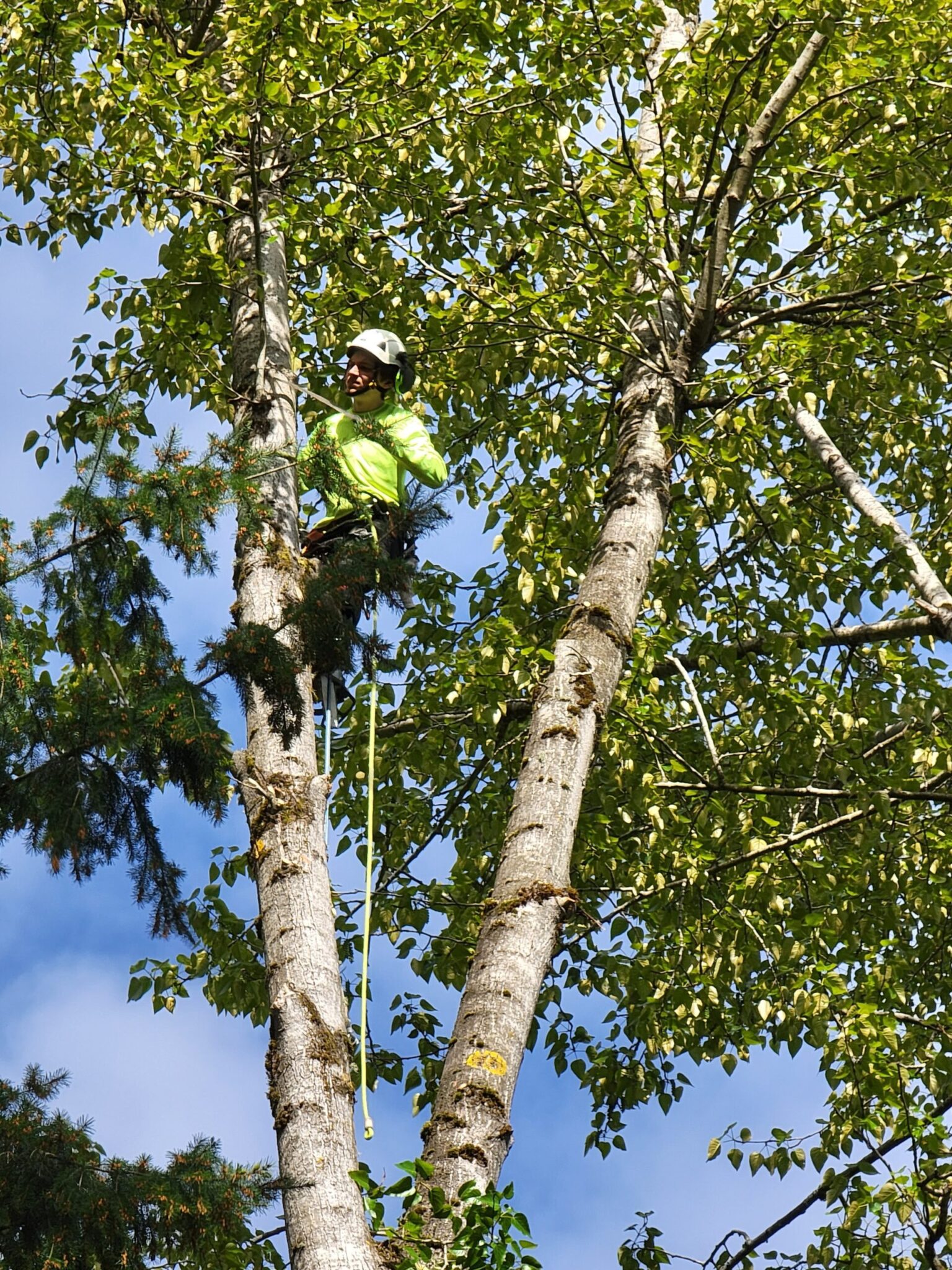 Home - Ablaze Tree Pros